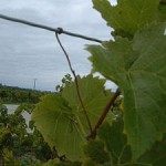 Intelligent Growth Plant wraps around wire image