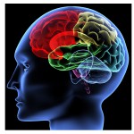 new_brain