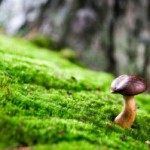 Plant-with-fungus2
