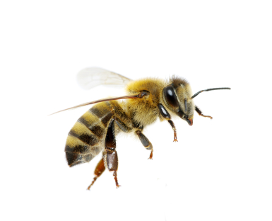 Image result for Bees