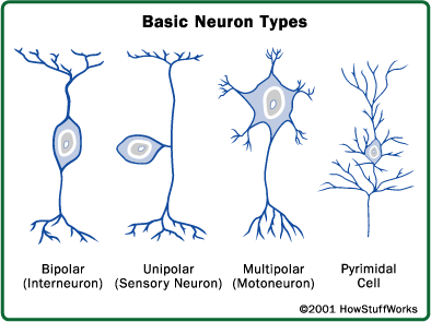 Brain Electricity and the Mind | Jon Lieff, M.D.