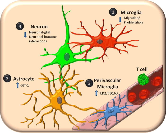Are Microglia the Most Intelligent Brain Cells