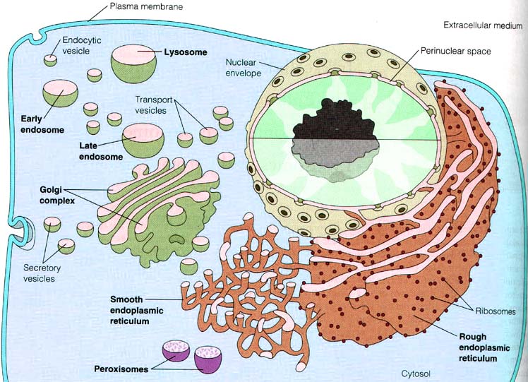 Vesicles In A Cell