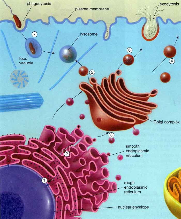 vesicles-transport-information