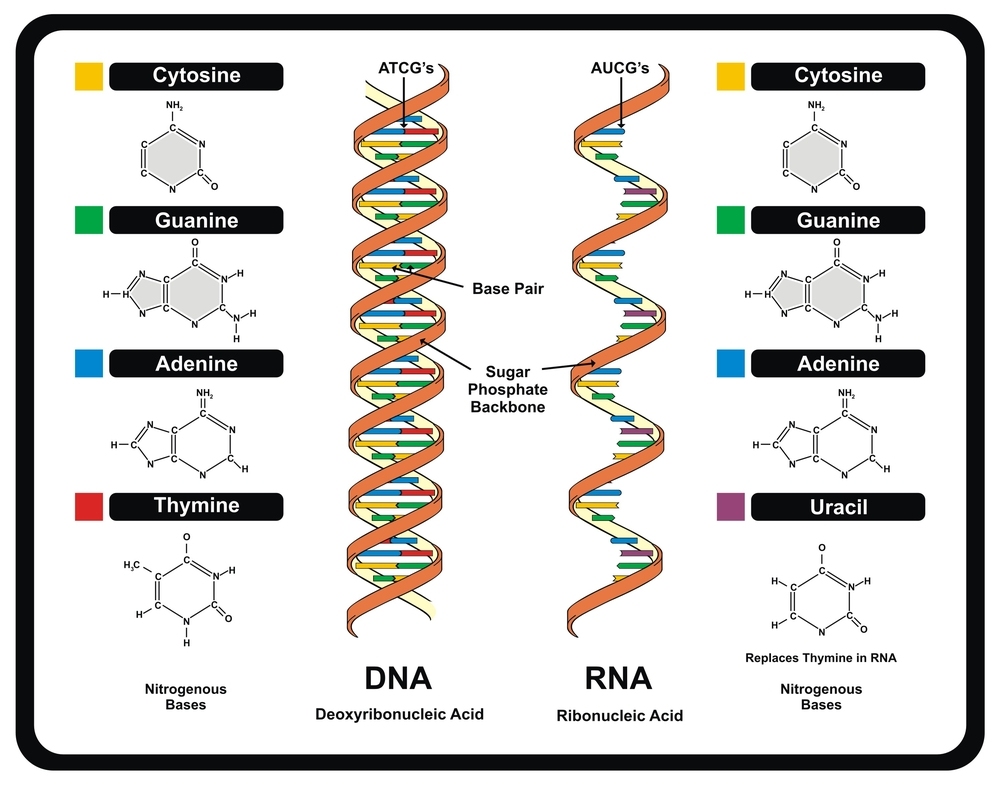DNA Vs RNA Scienza Chimica