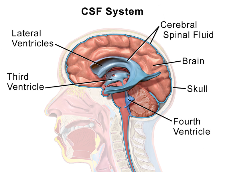 cerebrospinal fluid image