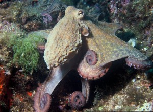PD Octopus_vulgaris_2