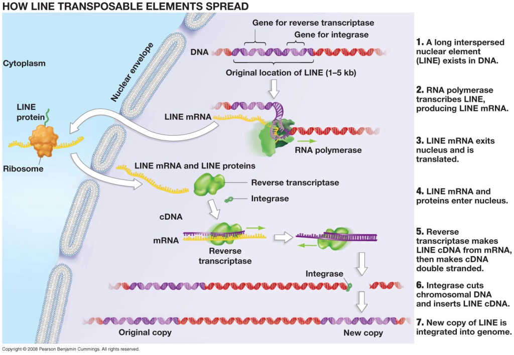 jumping genes regulation of the brain