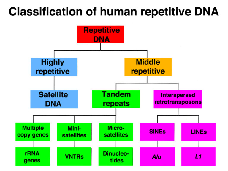 jumping genes regulation of the brain