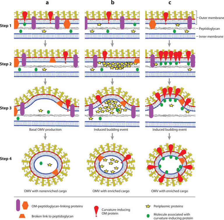 Extra Cellular Vesicles in the Brain