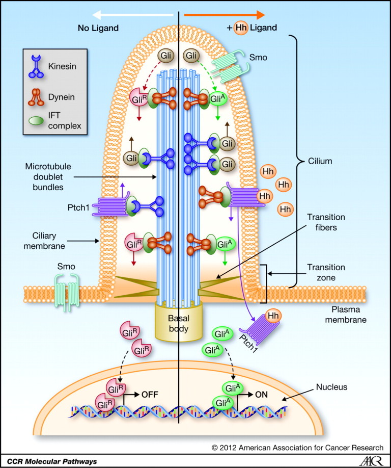 The Powerful Immune Synapse