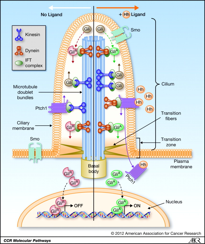 The Powerful Immune Synapse