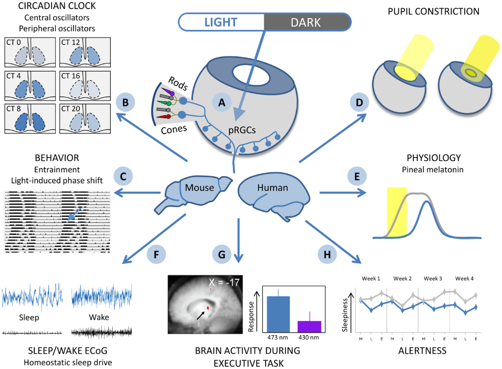 Cellular Clocks and Metabolism