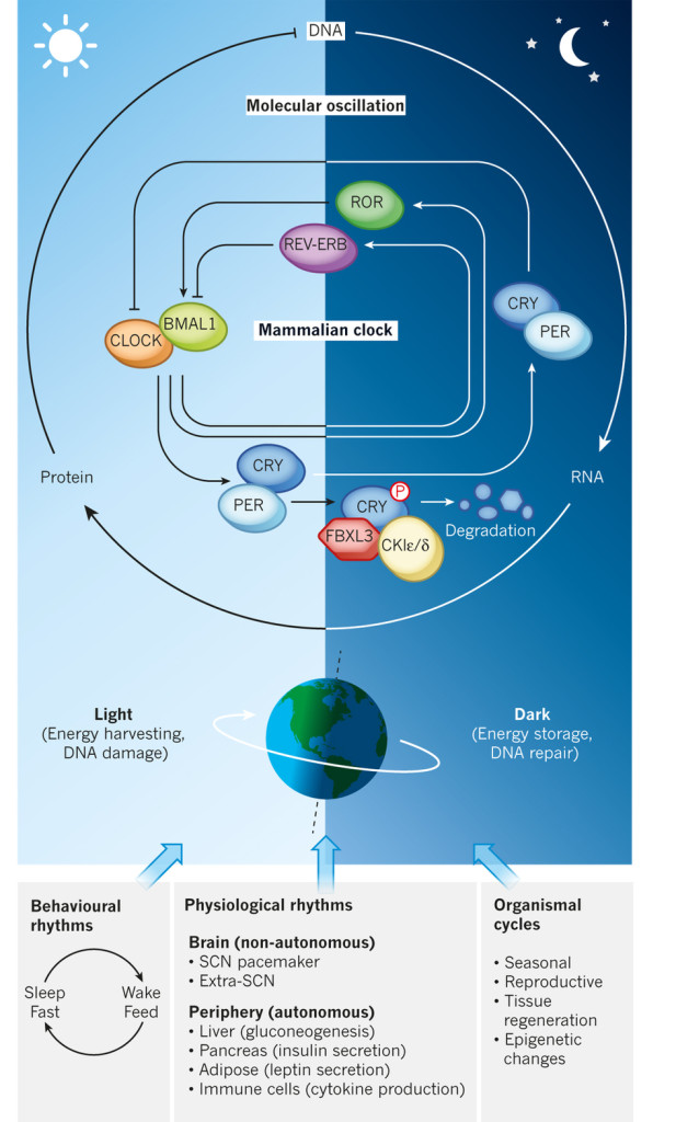 Each Cell Has A Clock Biology Diagrams