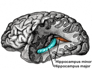 512px-Gray739-emphasizing-hippocampus-minor