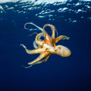 Octopus Brains at Sea