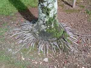 Tree trunk with roots