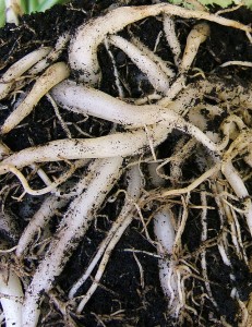 roots