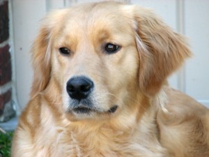 GoldenRetrieverPortrait