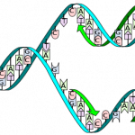 DNA Proofreading, Cells Edit DNA Errors | Jon Lieff M.D.