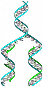 256px-DNA_replication_split.svg
