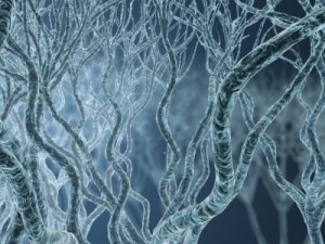 Dendrits - axons wires network