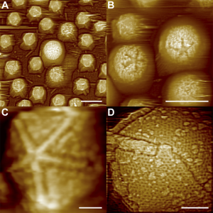 Mimivirus