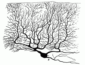 PSM_V71_D110_Stained_purkinje_cell_from_a_human_cerebellum