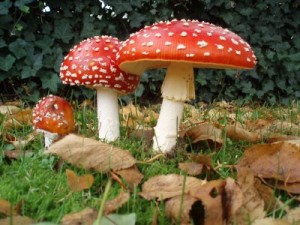 magic-mushrooms