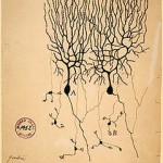 240px-PurkinjeCell