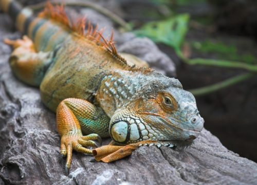 Lizards Arent's Supposed to Be This Smart | Jon Lieff, M.D.