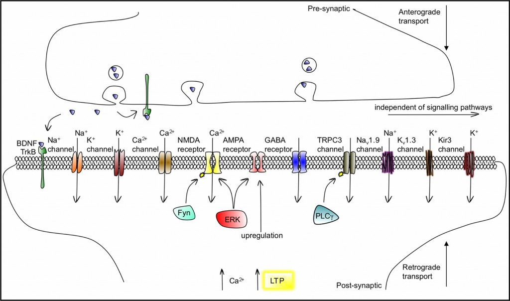 How Does Neuroplasticity Work? Jon Lieff, M.D.