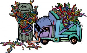 junkdna