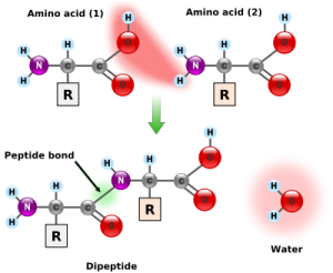 400px-Peptidformationball