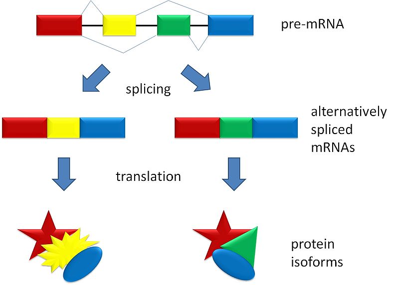 Alternative RNA Splicing in Evolution | Jon Lieff, .