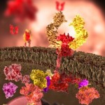 Nerve growth factor receptor, artwork