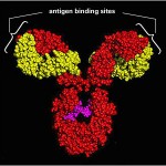 antibody_2