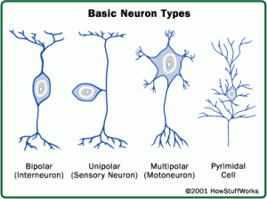 how many neurons are in the human brain