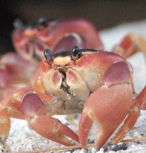 Crabs_-_Barbados CROP