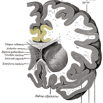 Gray743_cingulate_gyrus