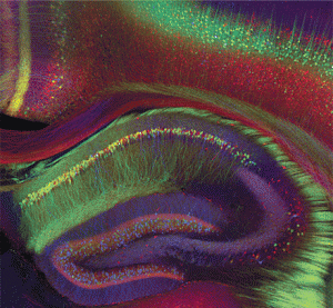 Hippocampus Colorful