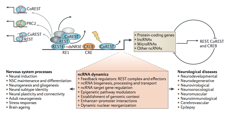 Neuro effecs of RNAs