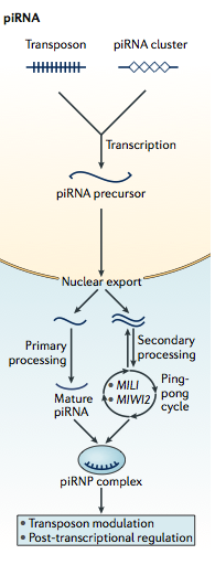 Small miRNA piRNA siRNA CROP