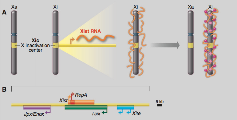 Xic cis nclRNA X chromosome