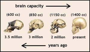 brain-evolution-3