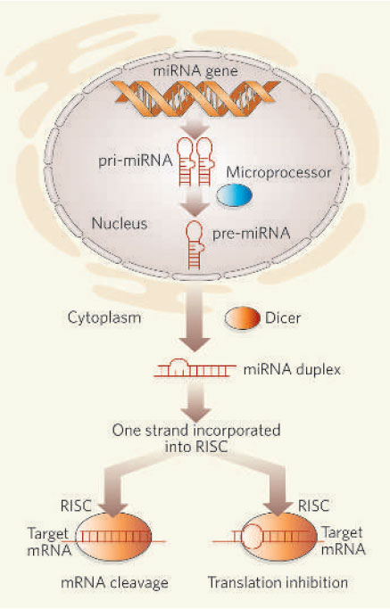 meltzer-micro-rna-picture
