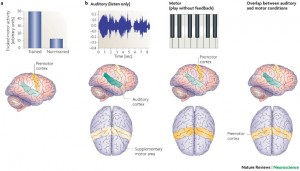 coupling auditory and motor