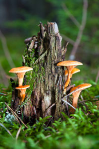 Mushrooms on a stub