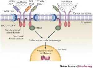 Joint pathways to the nuclear calcium