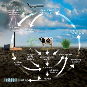 Vital Plant Communication with Bacteria and Fungus